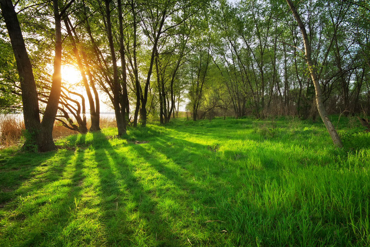 sunset-in-forest sun shining through trees alongside a lake